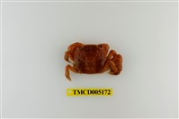 藏品(字紋弓蟹)的圖片